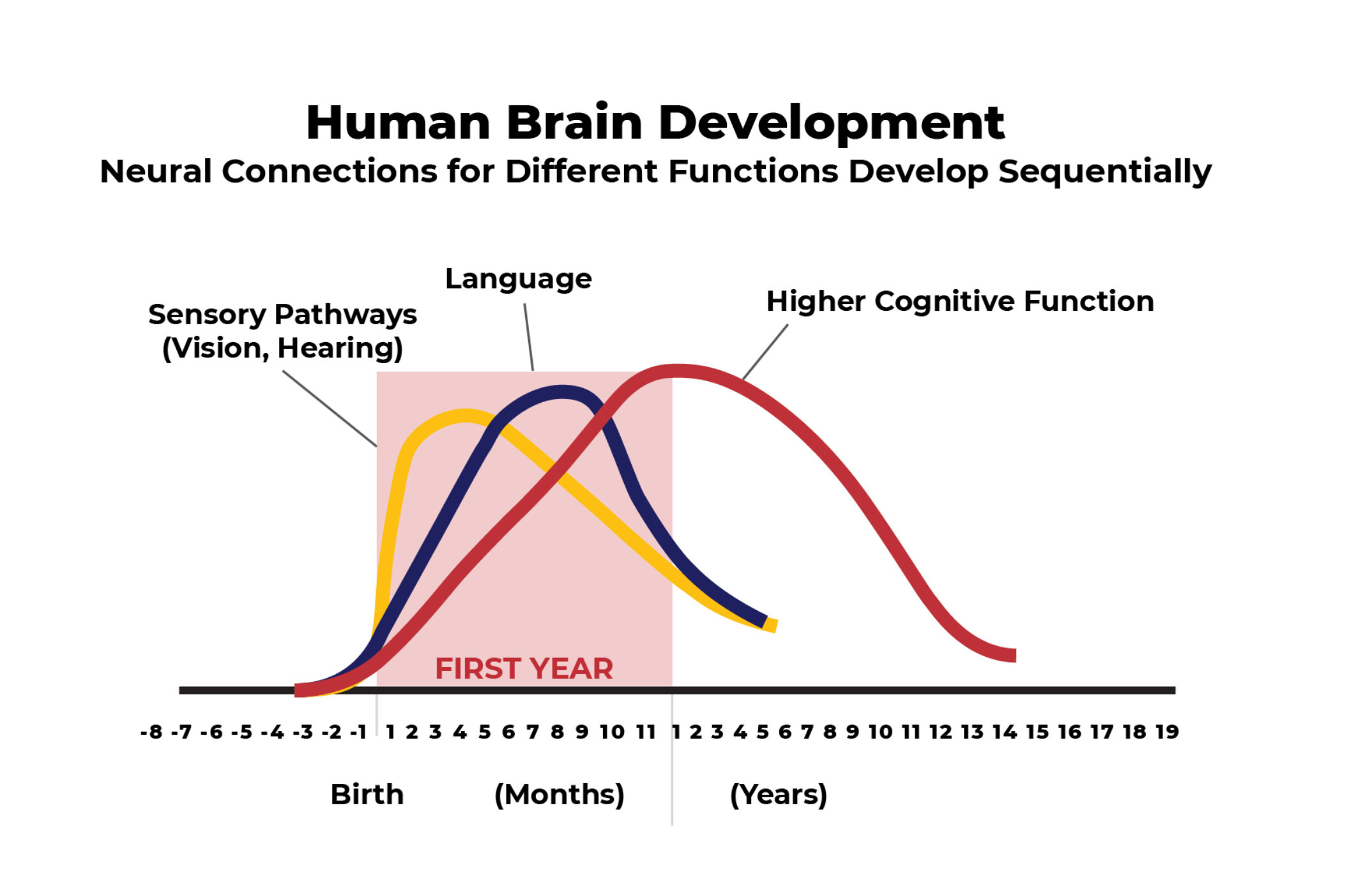In the proliferation and pruning process, simpler neural connections form first, followed by more complex circuits. The timing is genetic, but early experiences determine whether the circuits are strong or weak. Data Source: C.A. Nelson (2000). Credit: Center on the Developing Child.